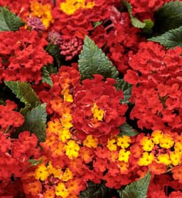 Lantana hybrid (Lantana hybrid)
