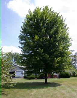 Maple Trees (Acer)