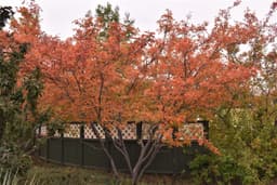 Autumn Brilliance Serviceberry Tree (Amelanchier x grandiflora 'Autumn Brilliance')