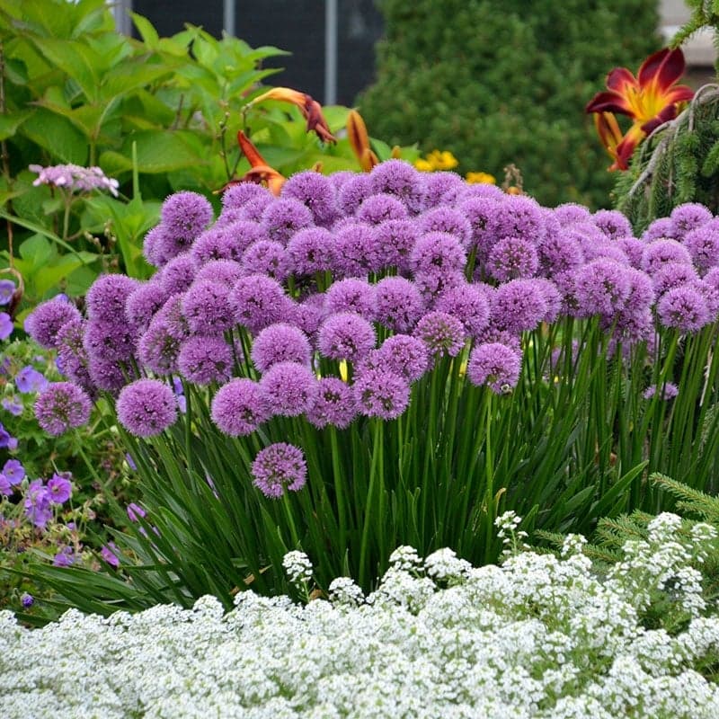 Flowering Onion (Allium)