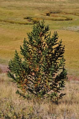 Bristlecone Pine (Pinus aristata)