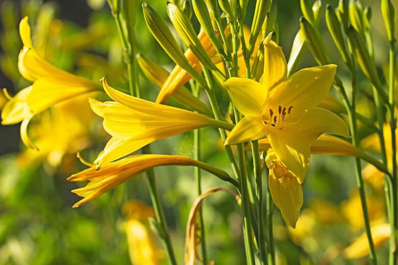 Hemerocallis lilioasphodelus