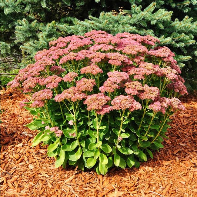 Sedum telephium matrona