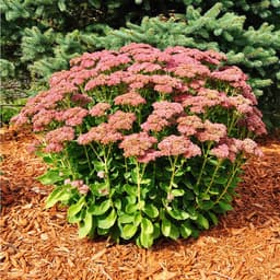 Matrona Sedum (Sedum telephium matrona)