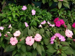Article thumbnailimpatiens