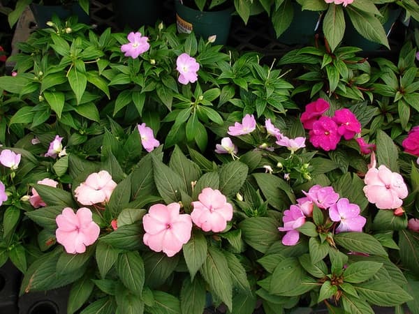 Impatiens Plants (Impatiens)