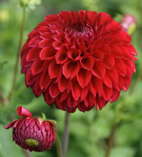 Dahlia 'Pompon'
