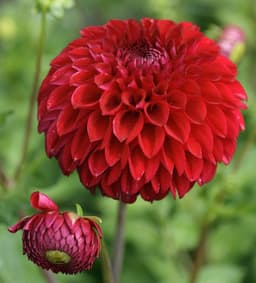 Dahlia Pompon (Dahlia 'Pompon')