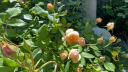 Article thumbnailIMG_5232