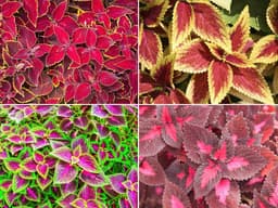 Article thumbnailcoleus