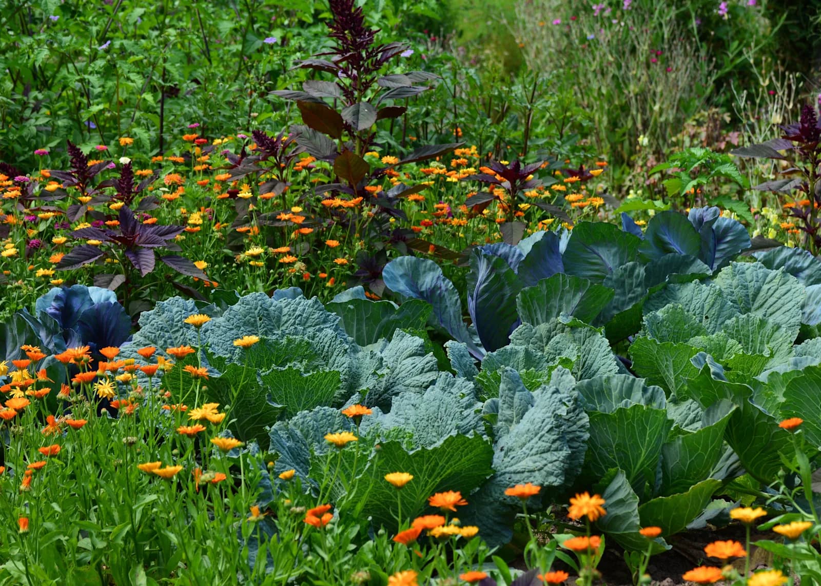 marigolds in garden