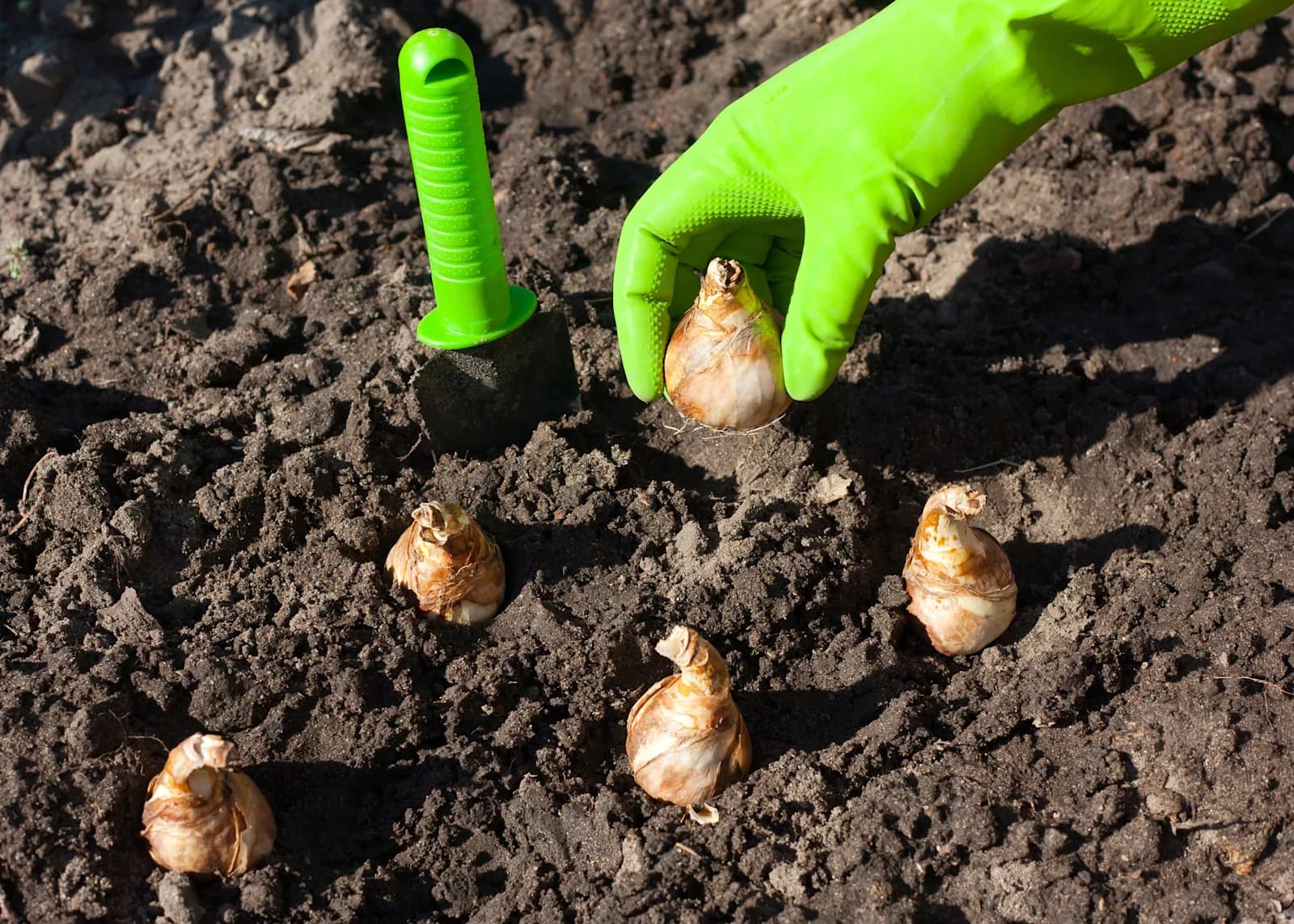 Planting bulbs fall