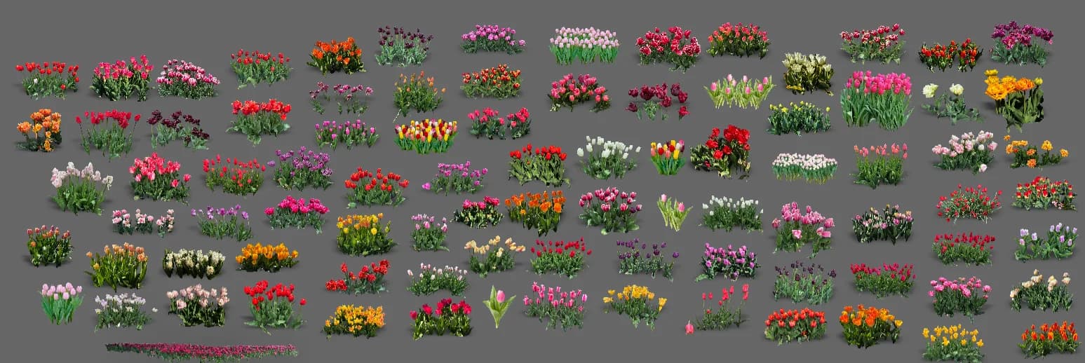 Tulips