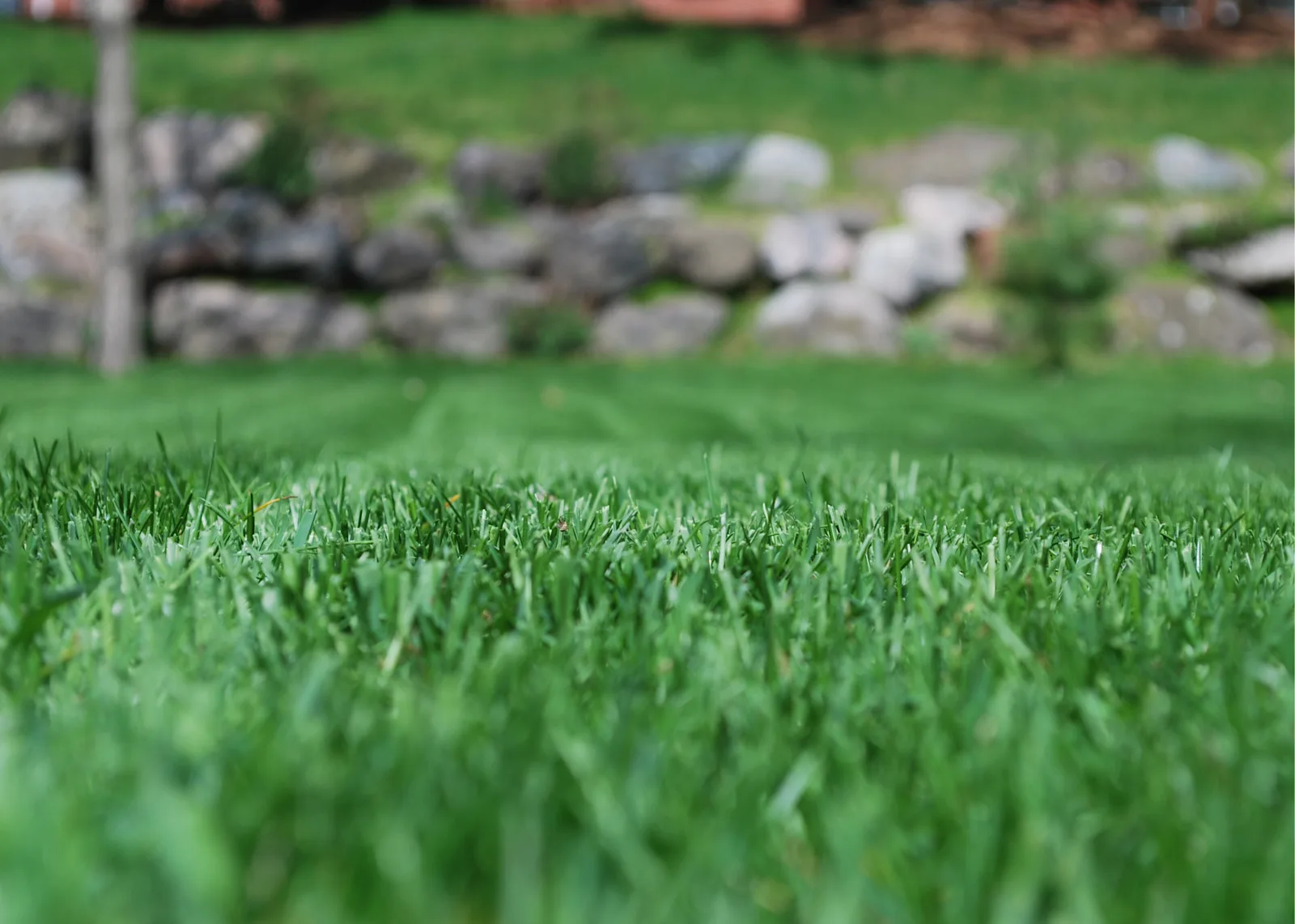 Plain grass
