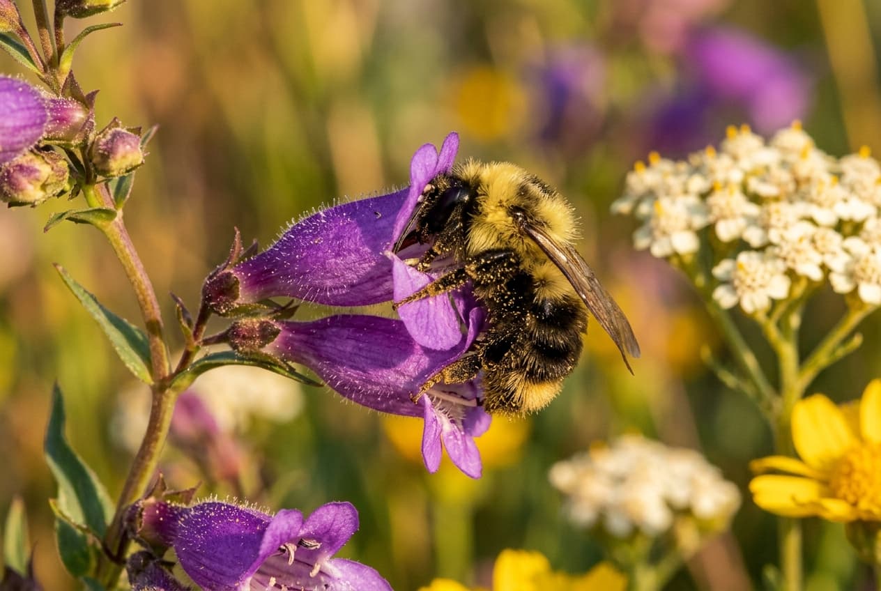 A native bumblebee on a Rocky Mountain penstemon flower