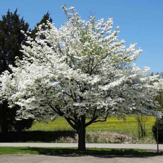 Cornus florida (White_Dogwood)  - Brigher Blooms