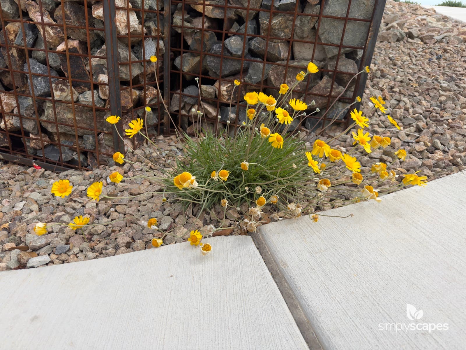 _Tetraneuris scaposa - SS - 1 - April