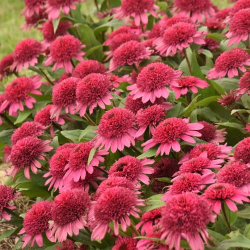 echinacea-raspberry-beret