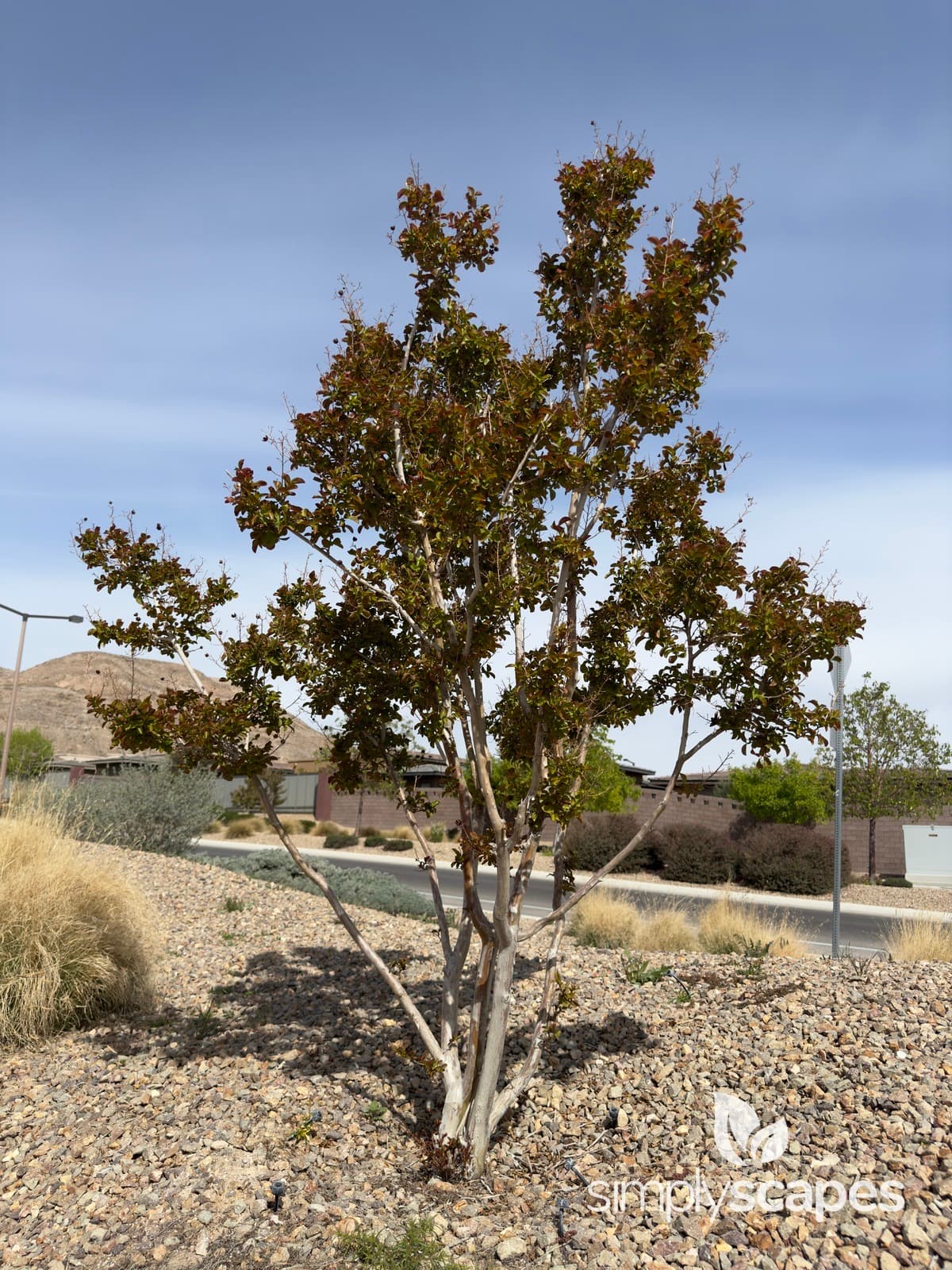 _Lagerstroemia indica - SS - 1 - April