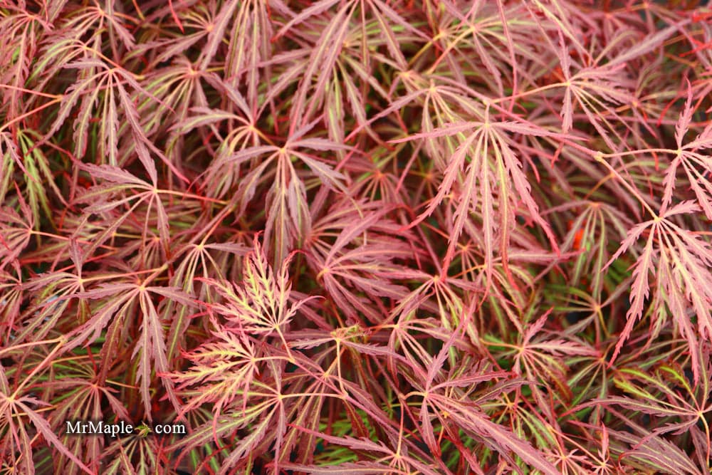 acer-palmatum-var-dissectum-crimson-queen