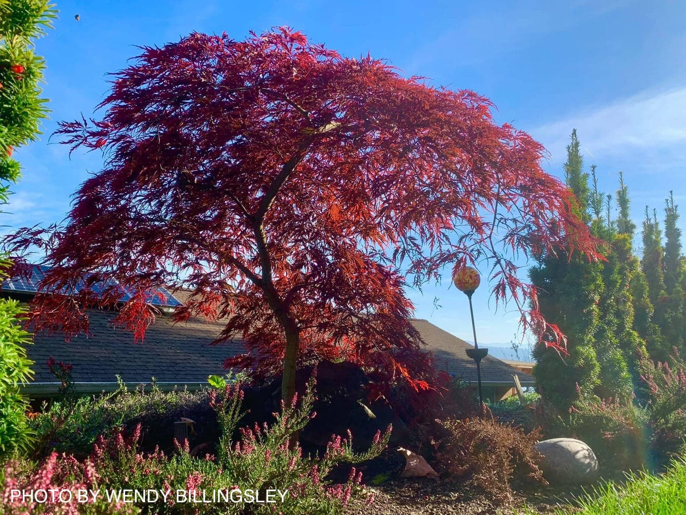 acer-palmatum-var-dissectum-crimson-queen