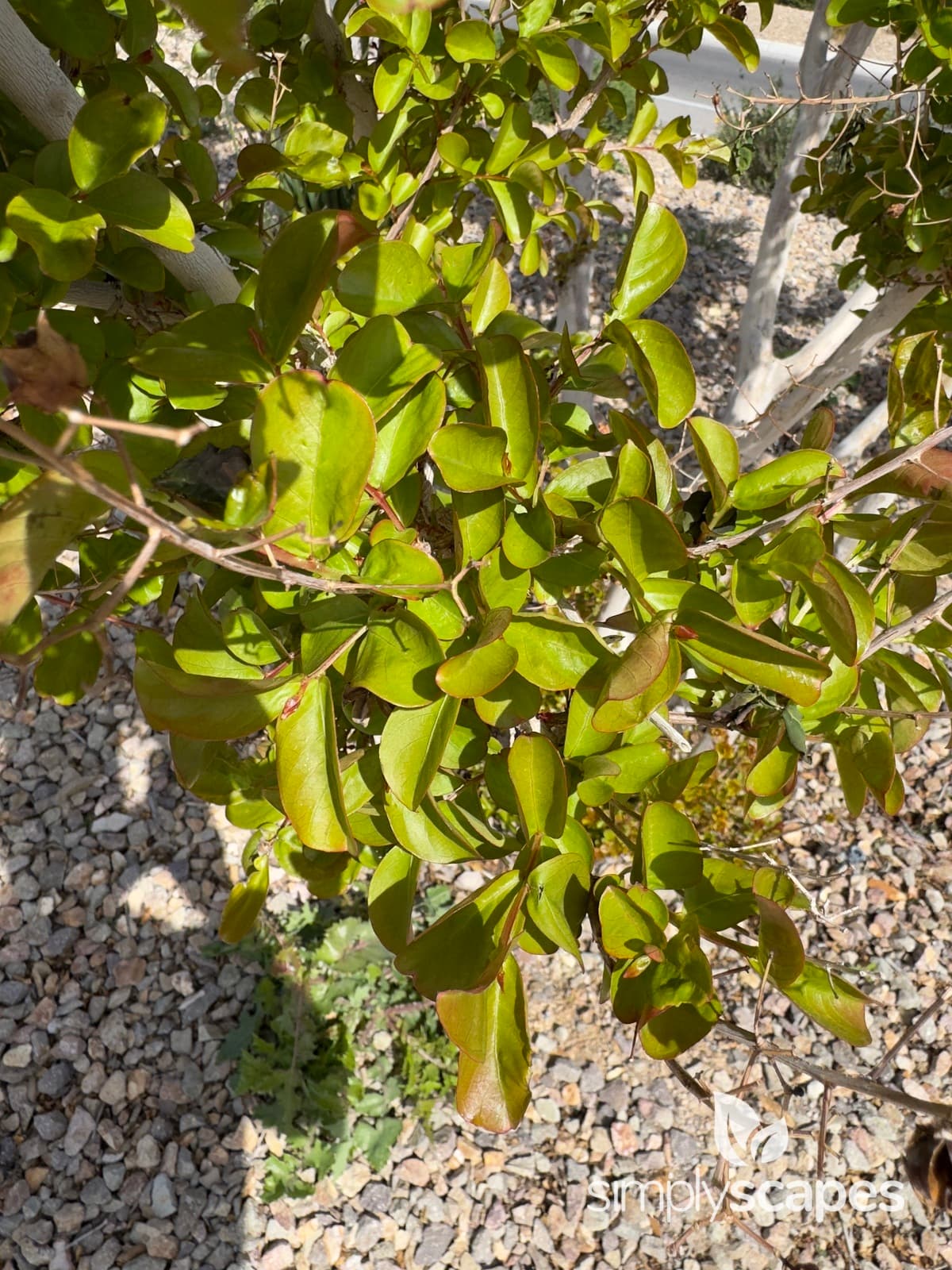 _Lagerstroemia indica_supporting image - SS - 1 - April