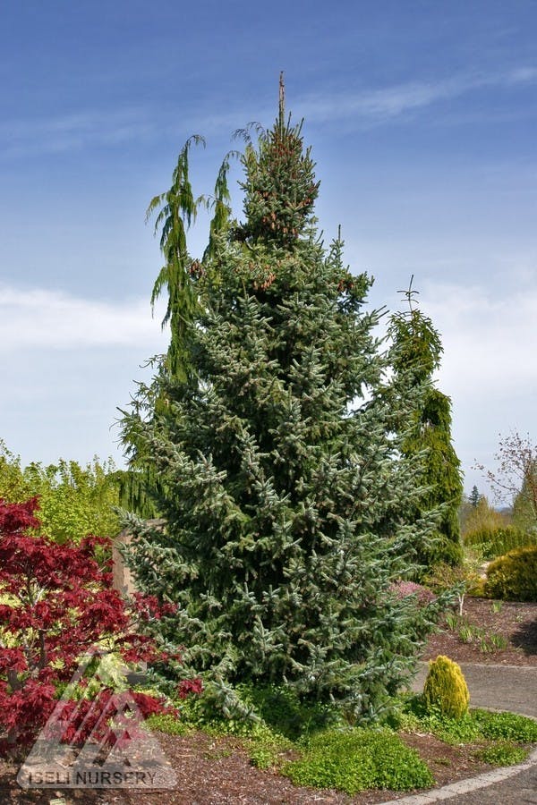 Picea omorika 'Bruns' - Iseli Nursery
