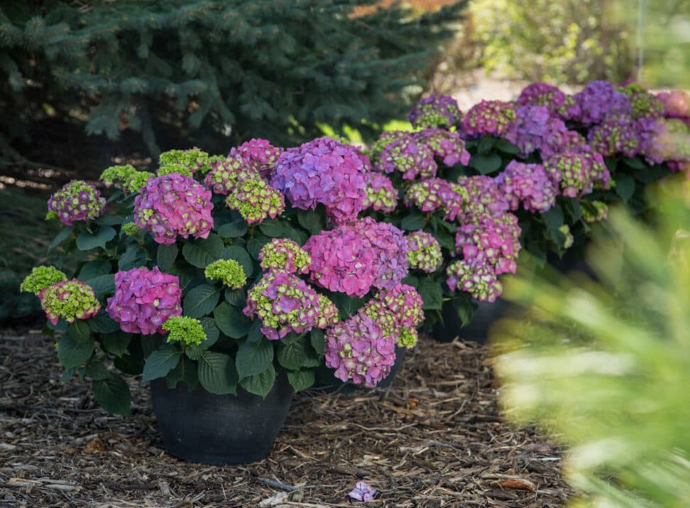 hydrangea-macrophylla-bailmacfive