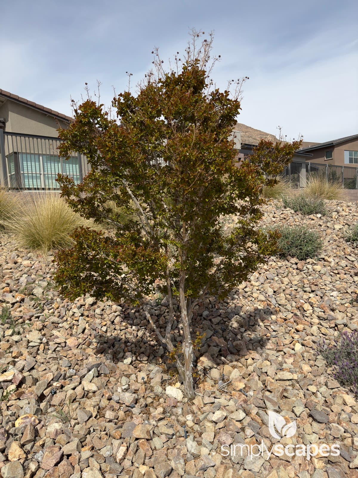 _Lagerstroemia indica - SS - 4 - April