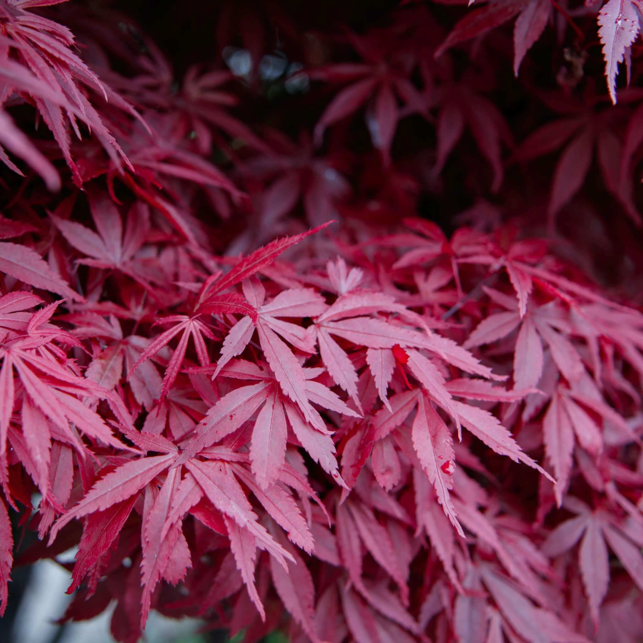 acer-palmatum-var-atropurpureum-bloodgood