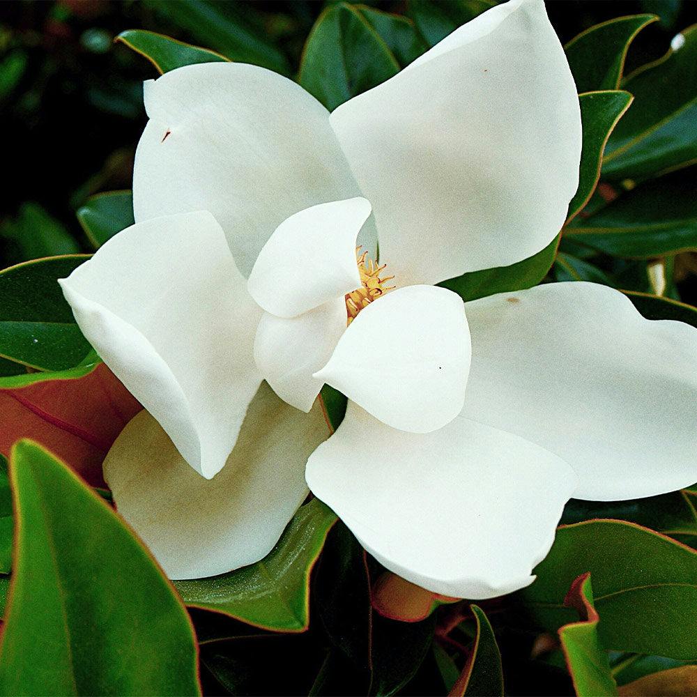 magnolia-grandiflora-kay-parris