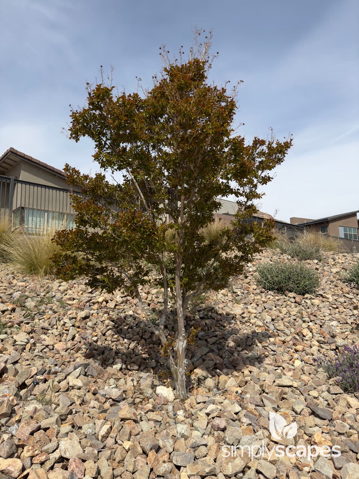 _Lagerstroemia indica - SS - 3 - April
