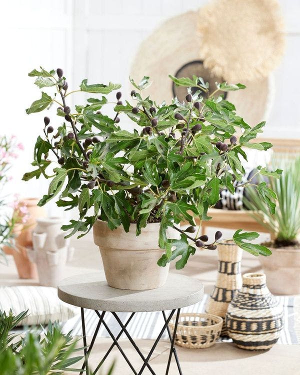 Ficus_Little Miss Figgy_Container
