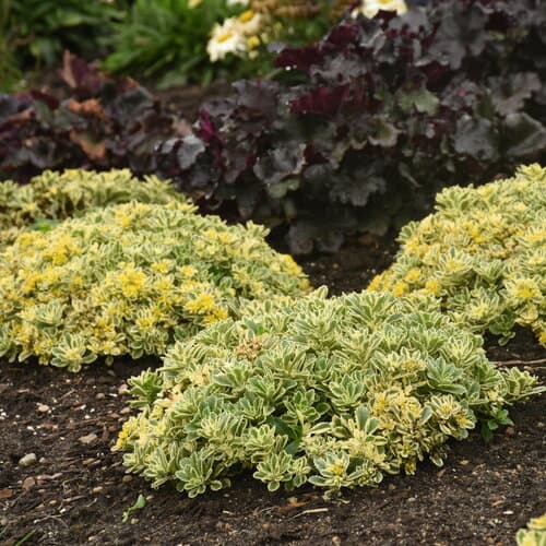 sedum-hybrid-boogie-woogie