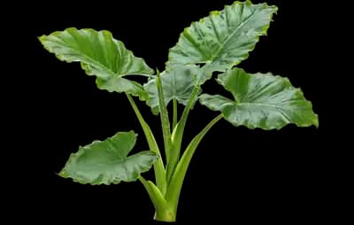 Emerald Isle Elephant Ear