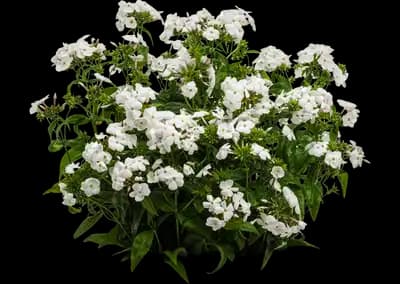 'Opening Act White' Phlox