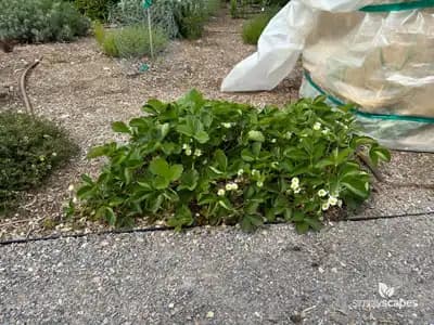 Strawberry Plant