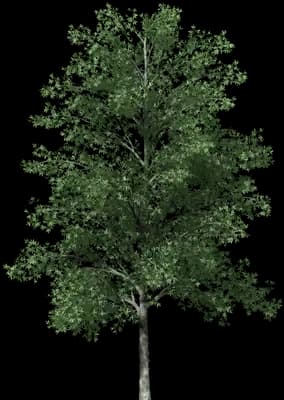 Shagbark Hickory