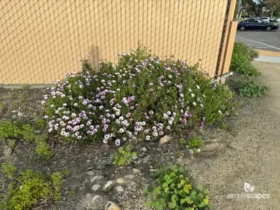 African Daisy (Osteospermum ecklonis)