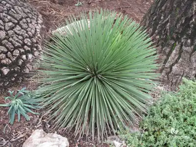 Monaco Hedgehog Agave