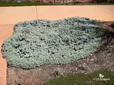 Grey Santolina Lavender-Cotton