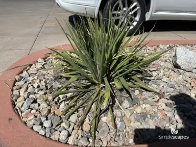 Yucca filamentosa