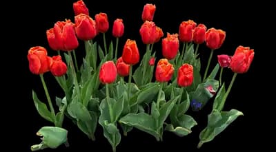 Tulip 'Bourbon Street Triumph'