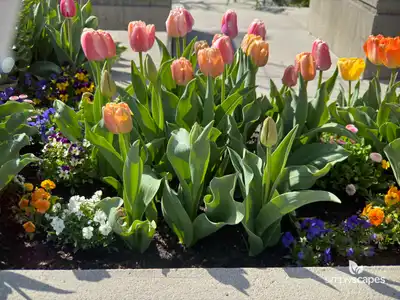 Tulip 'Coral Pride'