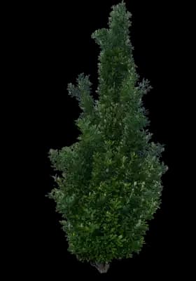 American Dream® Swamp White Oak