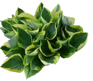 Twilight Hosta
