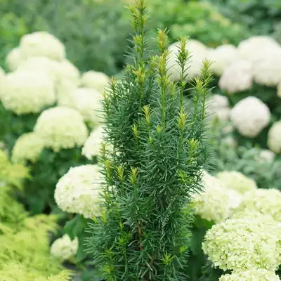 Stonehenge Skinny® Yew