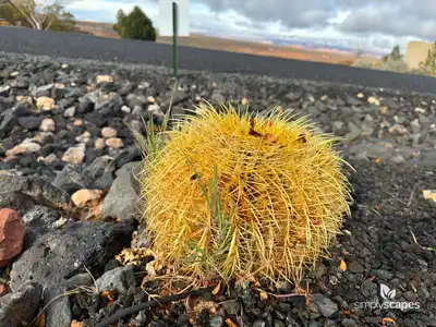 Glaucous barrel cactus