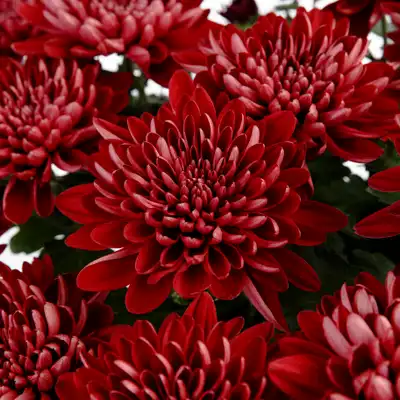 Chrysanthemum (Red)