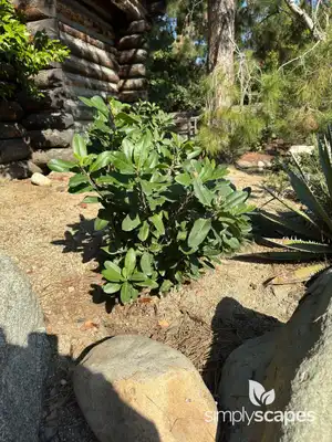Toyon